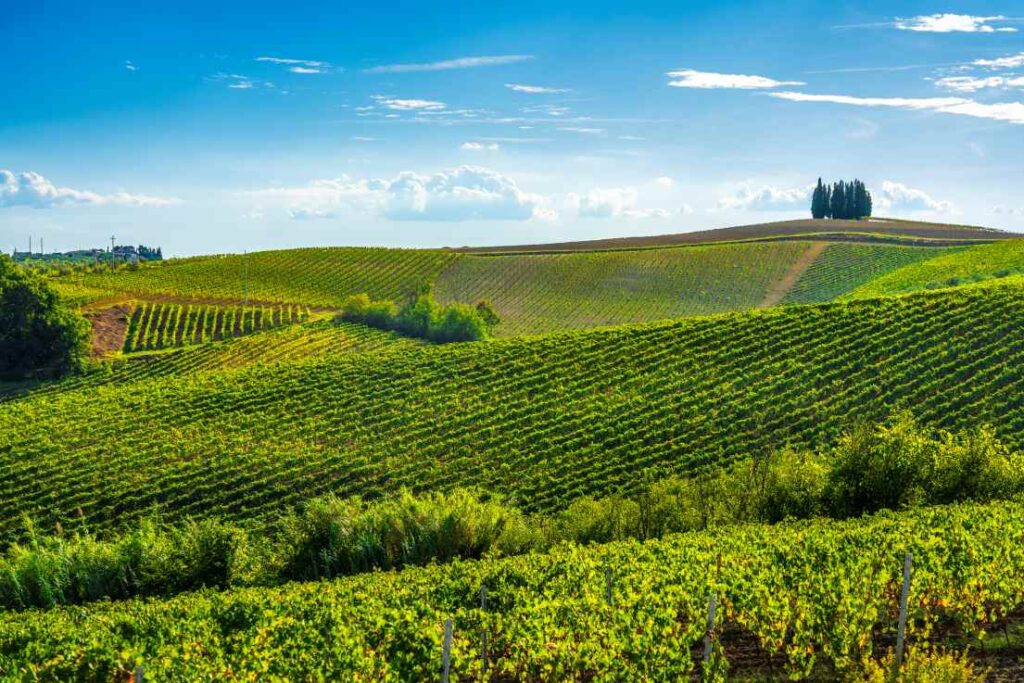 The Best Tuscany Road Trip Itinerary: Two Ways to Do It Right Chianti vineyards near San Gimignano, a day trip from Florence