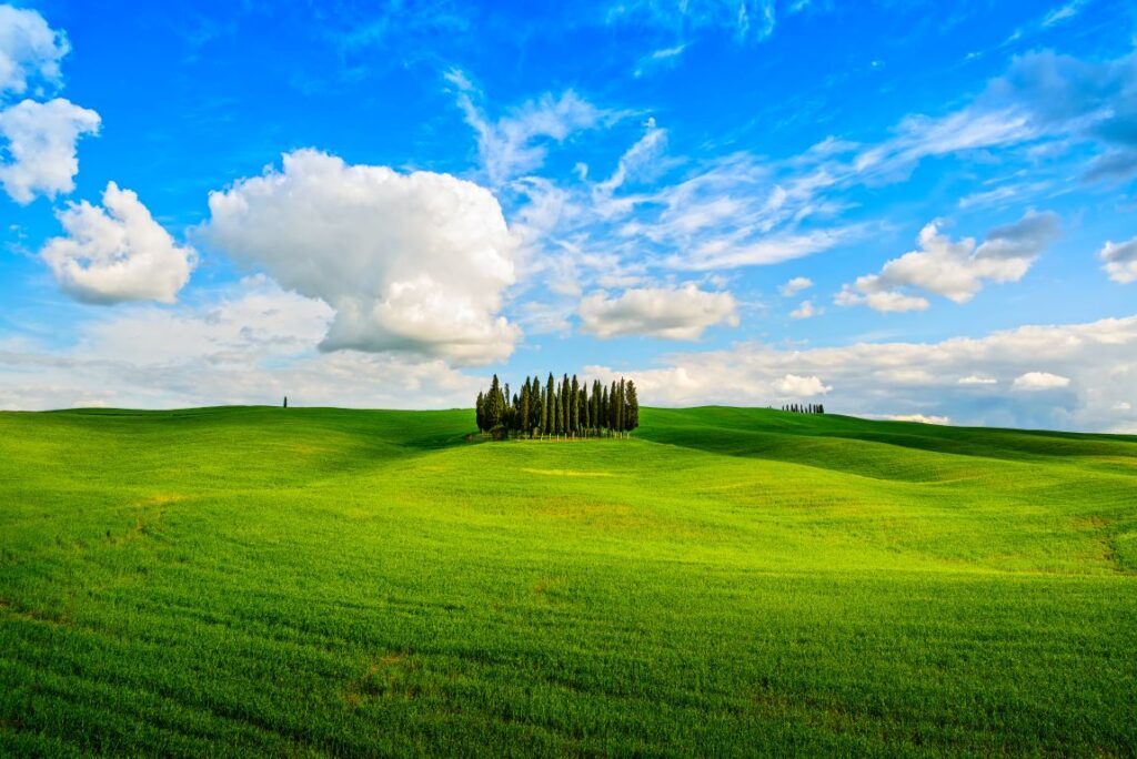 Cypress tress in San Quirico d'Orcia in Val d Orcia Italy