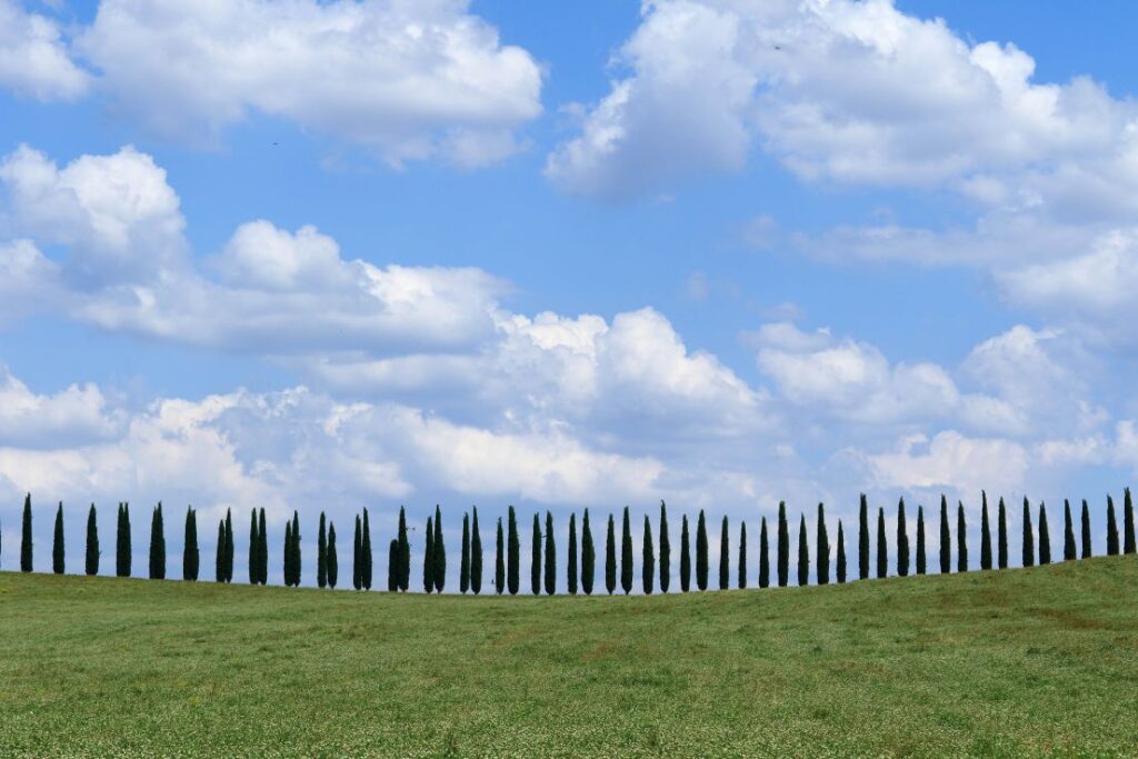 Lucciola Bella in Val d Orcia in Tuscany Italy 