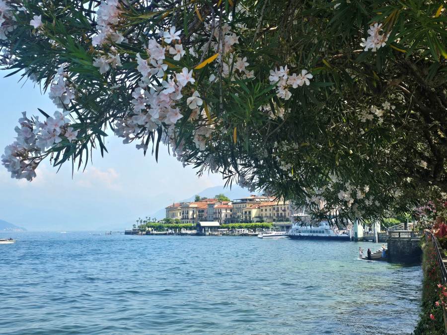 the iconic lakeside view of Bellagio, Italy, featuring white flowering oleander branches in the foreground